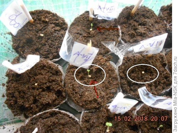 В таблетке Jiffi