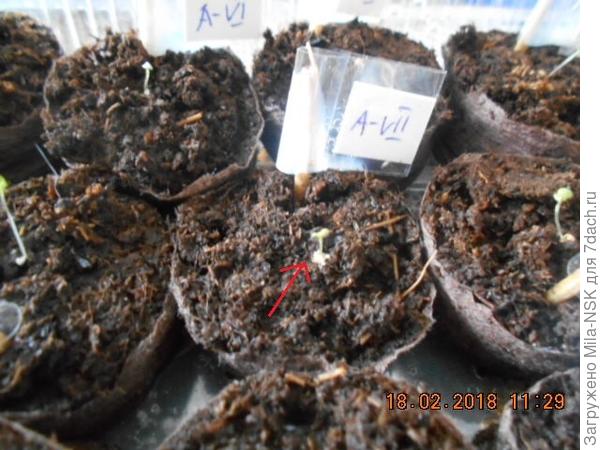 В таблетке пр-ва Дания