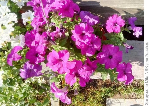 Во всей красе