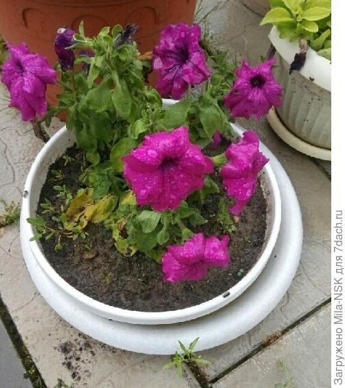 4 июля в кашпо после дождя