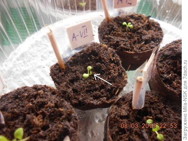 в таблетке пр-ва Дания