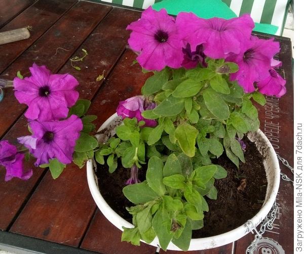 30 июля в кашпо