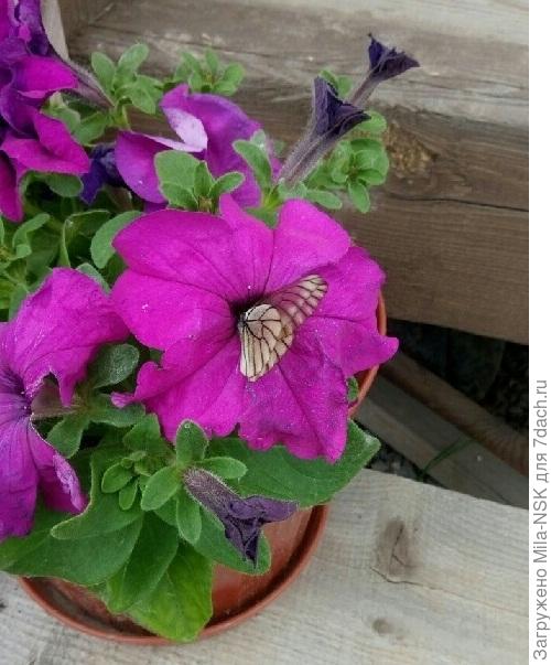 28 июня в горшке