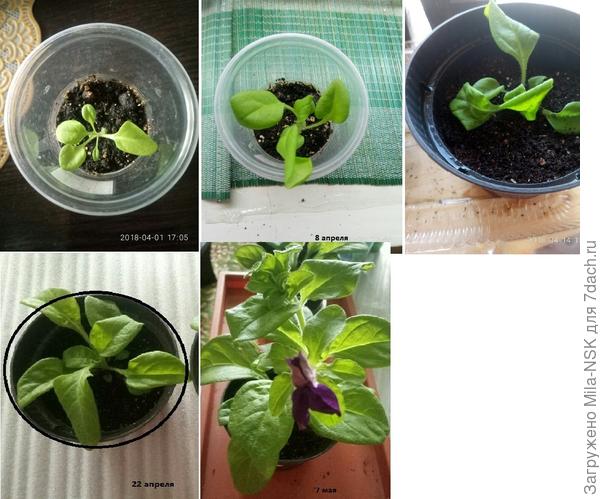 Из таблеток пр-ва Дания