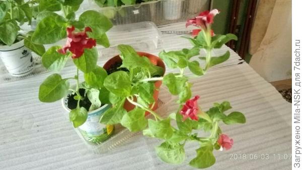 из таблеток Jiffi