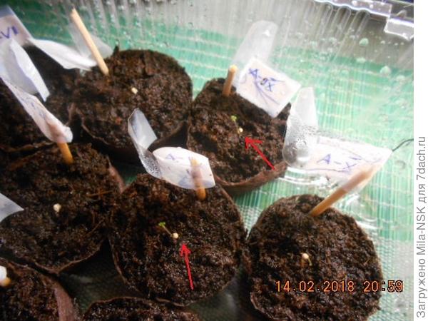 В таблетках пр-ва Дания