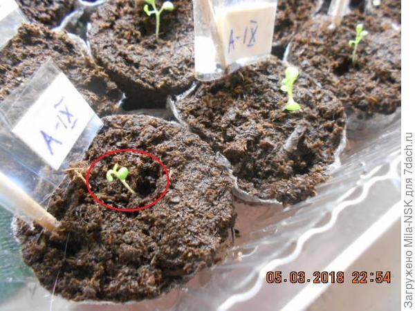 В таблетках Jiffi