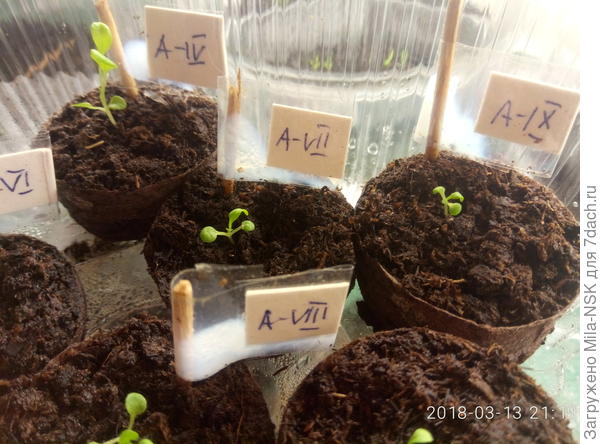 В таблетках пр-ва Дания