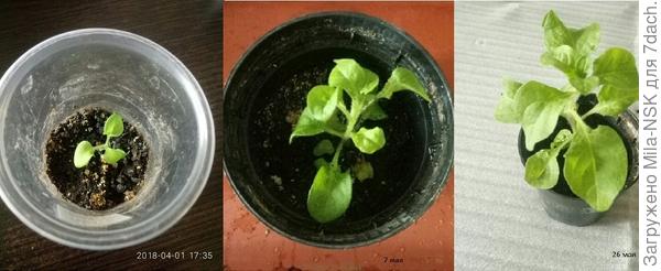 Из таблетки пр-ва Дания