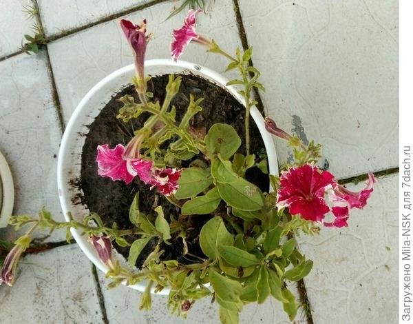 5 сентября-потрепана дождями и ветрами