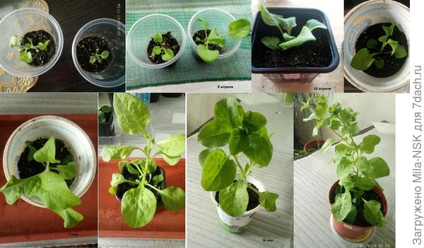 Из таблеток Jiffi