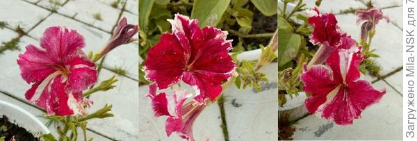 разнообразие цветков 5 сент.