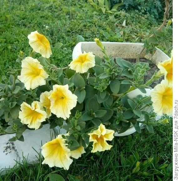 5 сентября. Окраска цветочков стала меняться.
