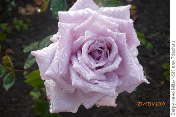 Мой Голубой Нил в 2009 г.