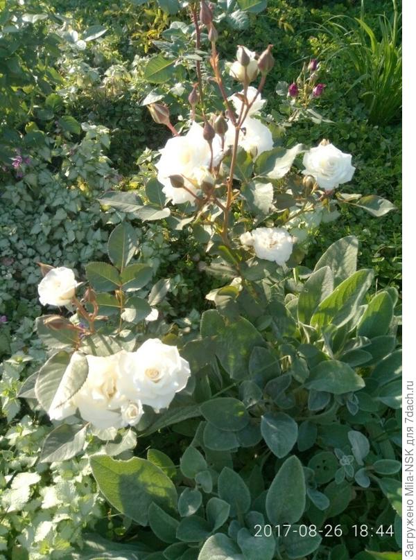 Компангьоны