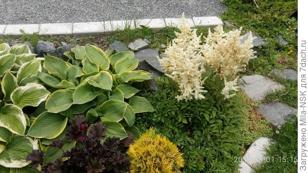Хосты, гейхеры и астильба