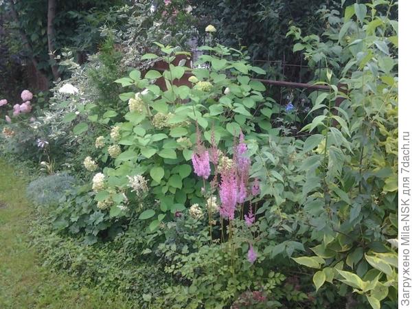 Здесь главный фон кустаники, перед ними есть лилии, но они зацветут позднее, их пока не видно