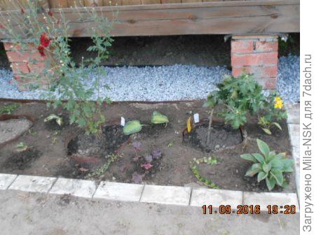 сентябрь-2016, только что сделан новый цветник и посажены гейхеры и хоста.