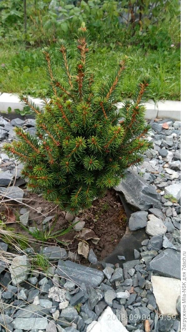 Эта елочка посадки 2015 г. Бирку стащили сороки