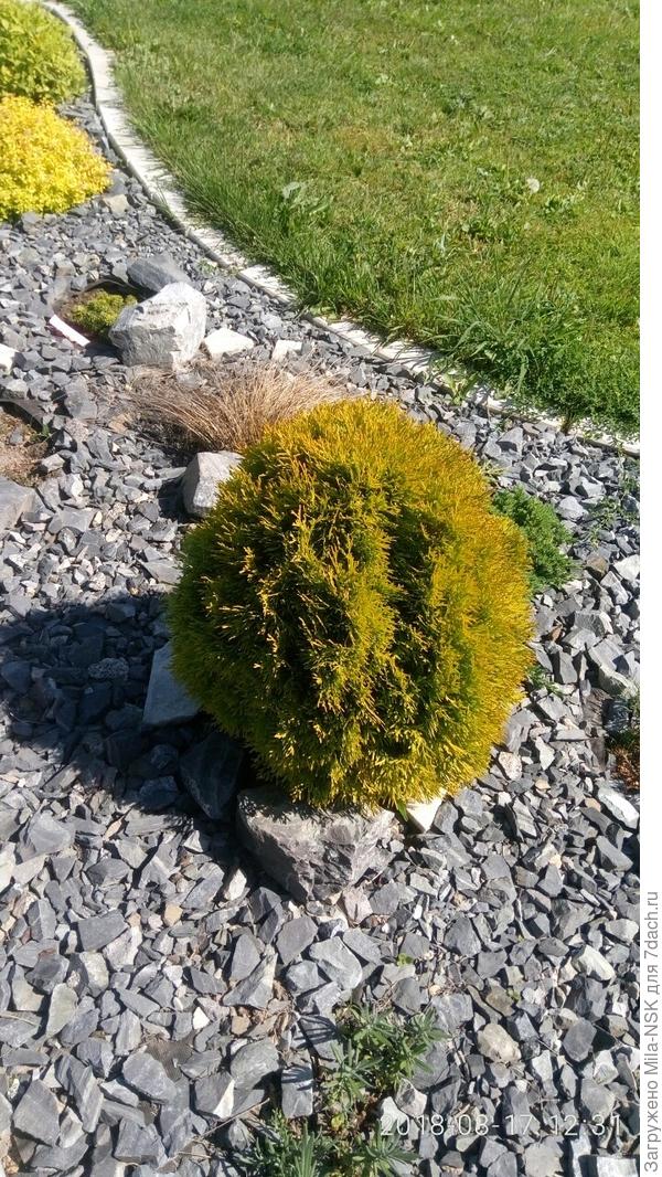 ... хоть на подиум