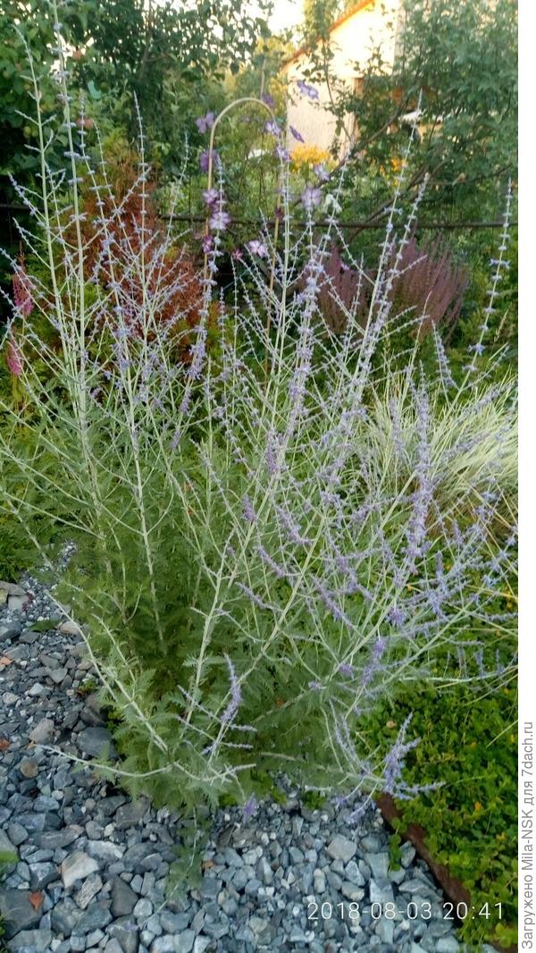 август 2018, начало цветения.