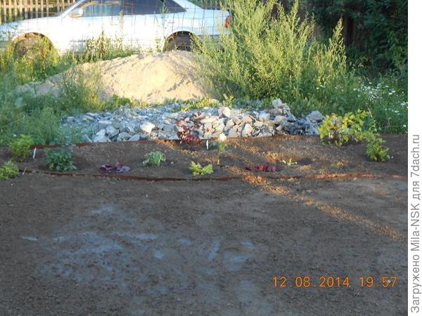 август 2014 - Пузыреплодник Леди ин ред, высота примерно 20 см (в центре коричневый)