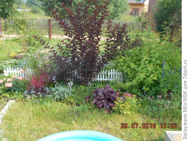 июль 2016 - высота больше 1 м (за это время раза 3 уже стригла)