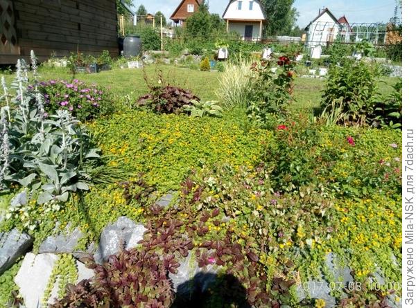 желтая рапсодия