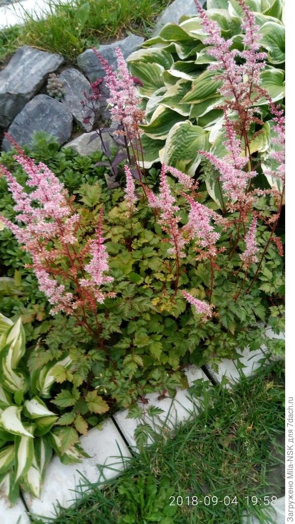 Вот этой астильбочке второй год от роду. Была посажена весной 2017 г. маленьким кустиком. За два сезона наросла подушкой больше 50 см! Очень красивые шоколадно-зеленые листья и перламутровые розово-кремовые соцветия. Кстати, зацветает в конце августа, когда многие другие уже отцветают. И цветет до самых заморозков.