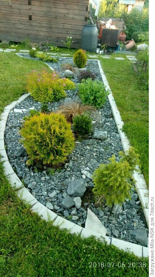 каменисто-хвойный уголок