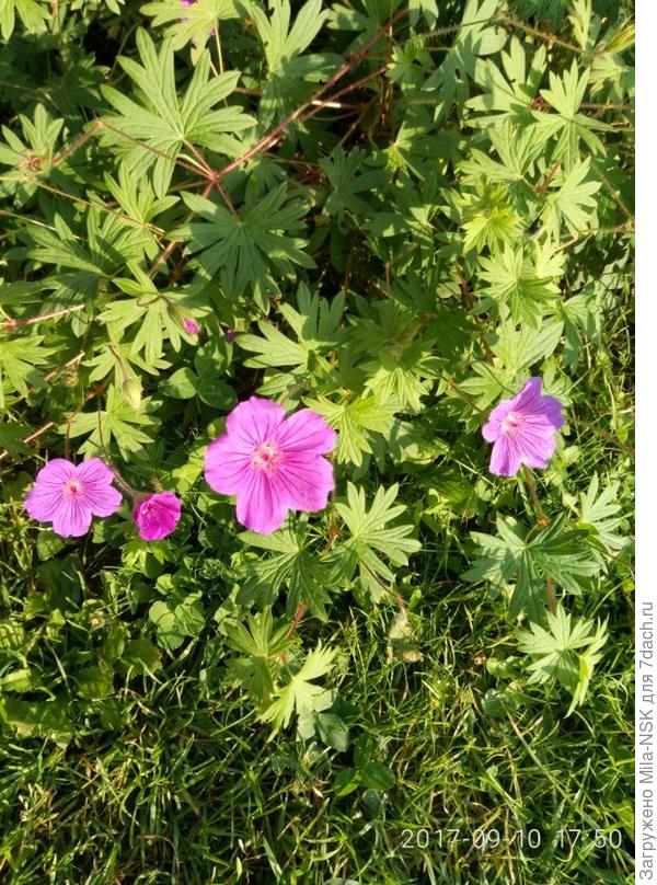 Неизвестный сорт герани кроваво-красной. Низкорослая (до 50 см), растет подушкой, в июне вся усыпана сиреневыми цветами. повторно цветен с конца августа до заморозков. Листва полностью не отмирает. Весной выходит побуревшая, с новыми листочками. Прекрасно растет, как на солнце, так и в тени. Минус - быстро разползается за счет корневища. Необходимо ограничивать пространство.