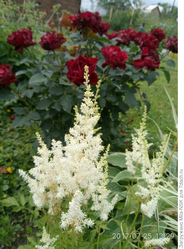 Он же с астильбой