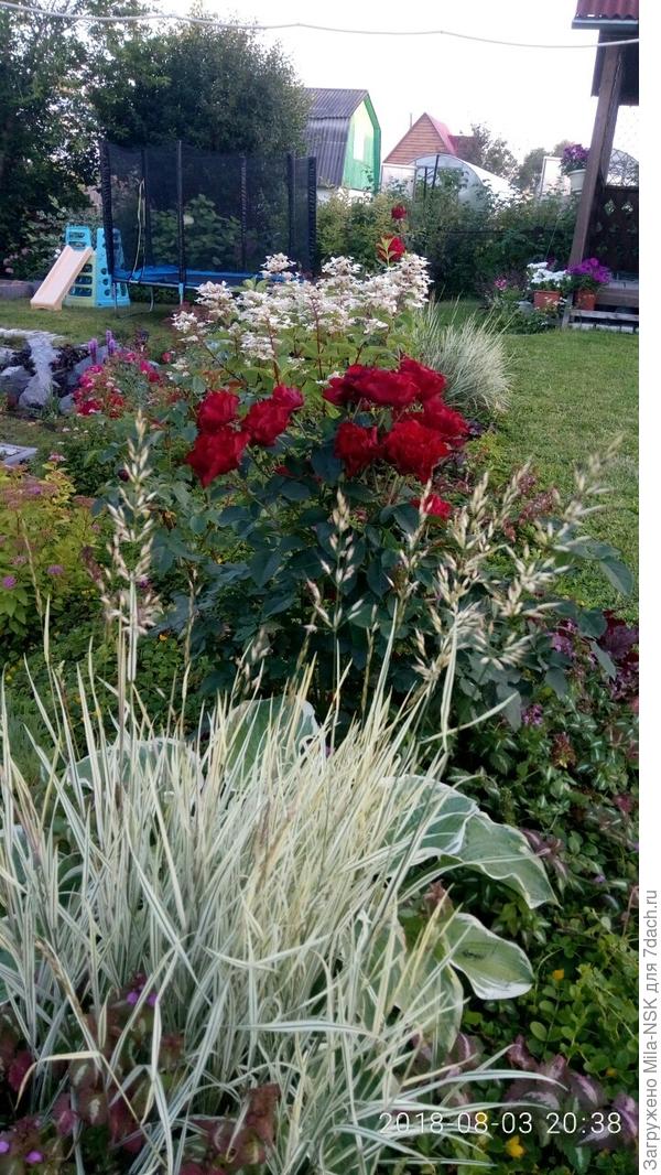 Хайнц Винклер на фоне гортензии Вимс ред