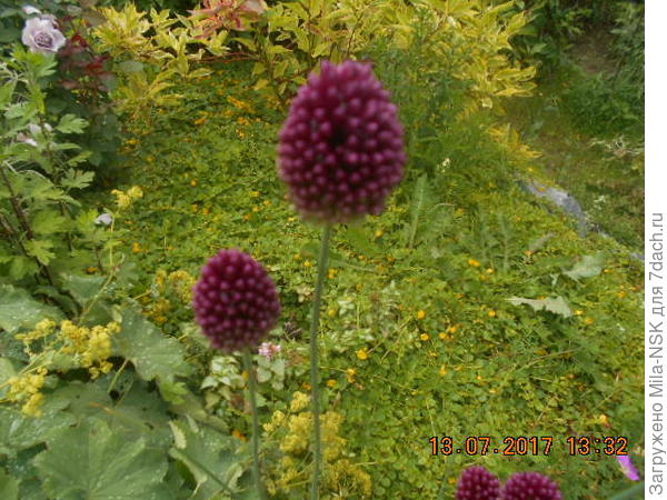 он же поближе