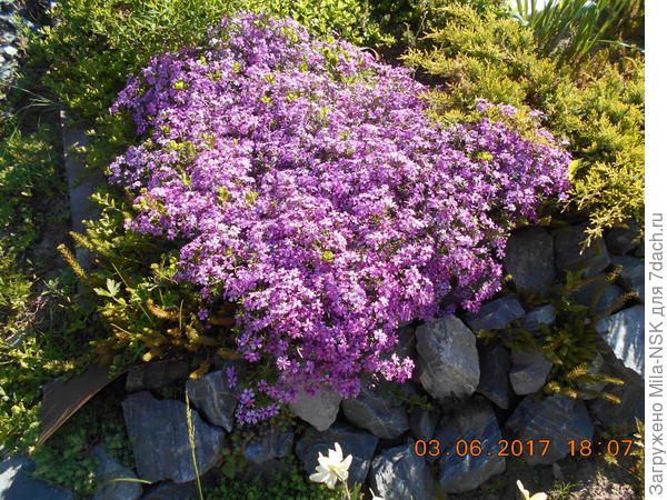 флокс шиловидный на камнях