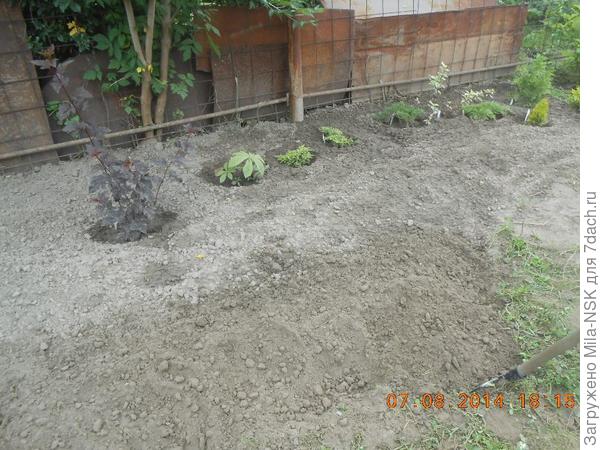 В первый год посадки-лето 2014