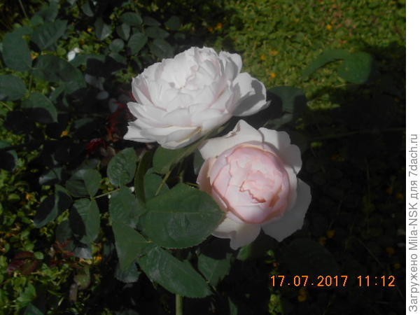 Джентл Гермион