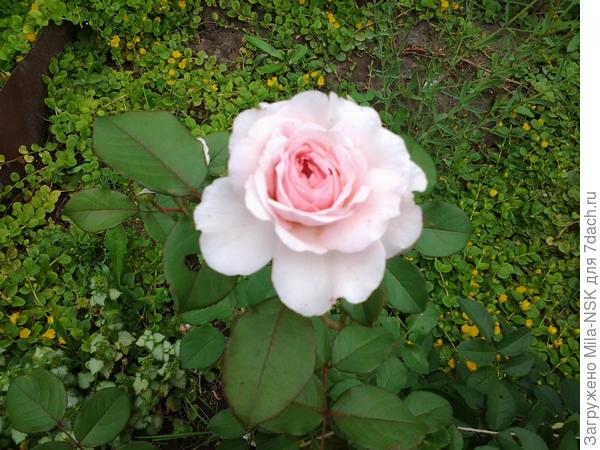 Джеймс Гарвей