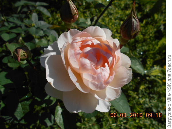 Джентл Гермион