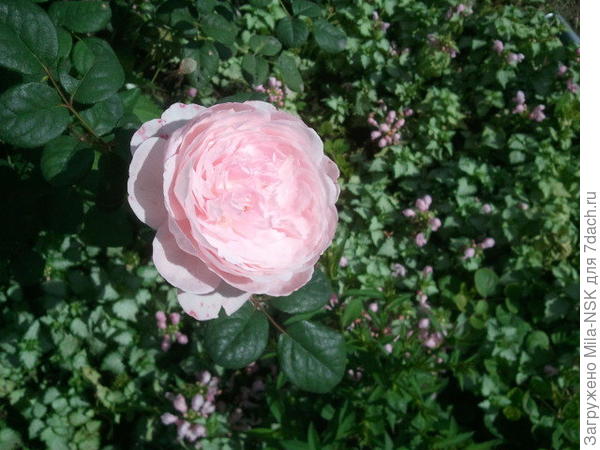 Квин оф Шведен