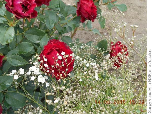 Сладкая парочка-Хайнц Винклер с гипсофилой