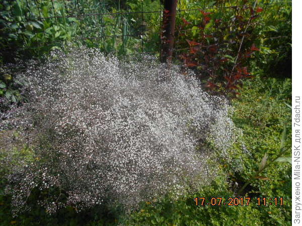 Гипсофила махровая белая