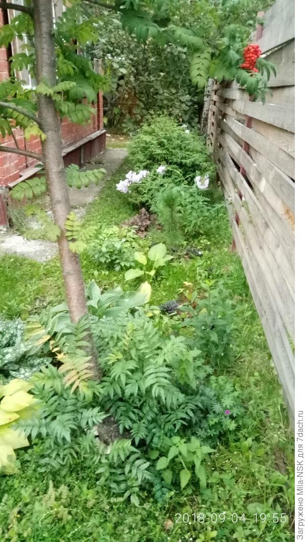 перед рябинкой коврик из чабреца