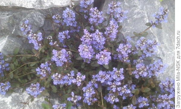 голубая рапсодия