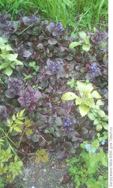 в палисаднике