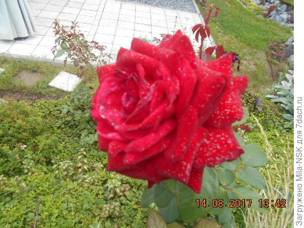 Бургунд-одна из самых первых