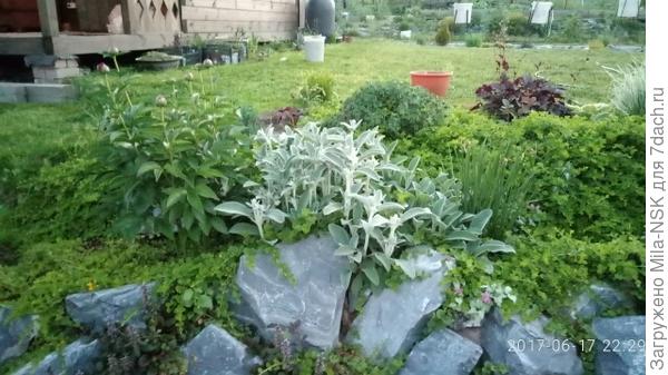 Вот эта кочка чистеца наросла за сезон 2016 г. из небольшого кусочка, пересаженного сюда с другого места