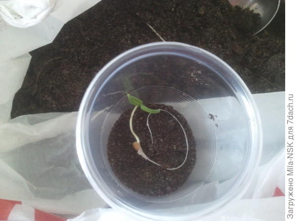 Пересаживаю в стаканчики