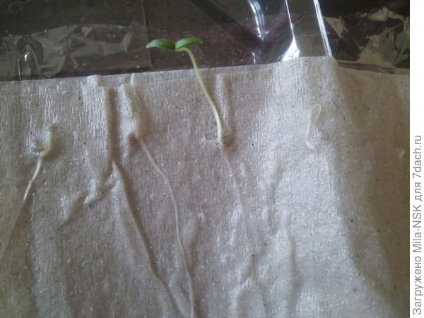 Проростки томатов