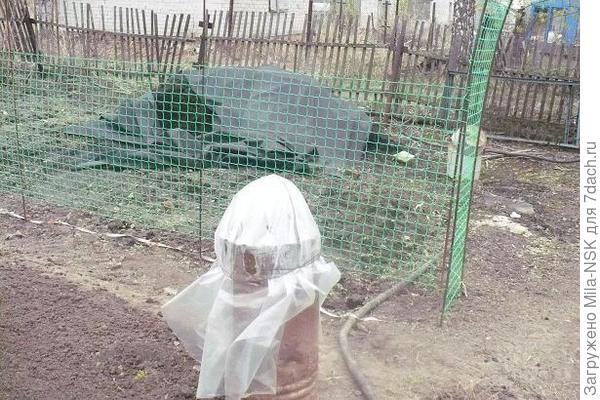 Май-2008. Бочка подготовлена под посадку огурцов.